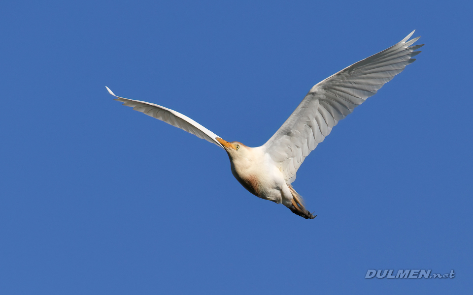 Cattle egret (Bubulcus ibis)